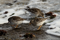 David Plant Photography - Wildlife Photography - Purple sandpiper - G